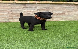 Jack Russell Terrier perros en venta: Disponibles cachorros Patterdale terrier  - Imagen 4