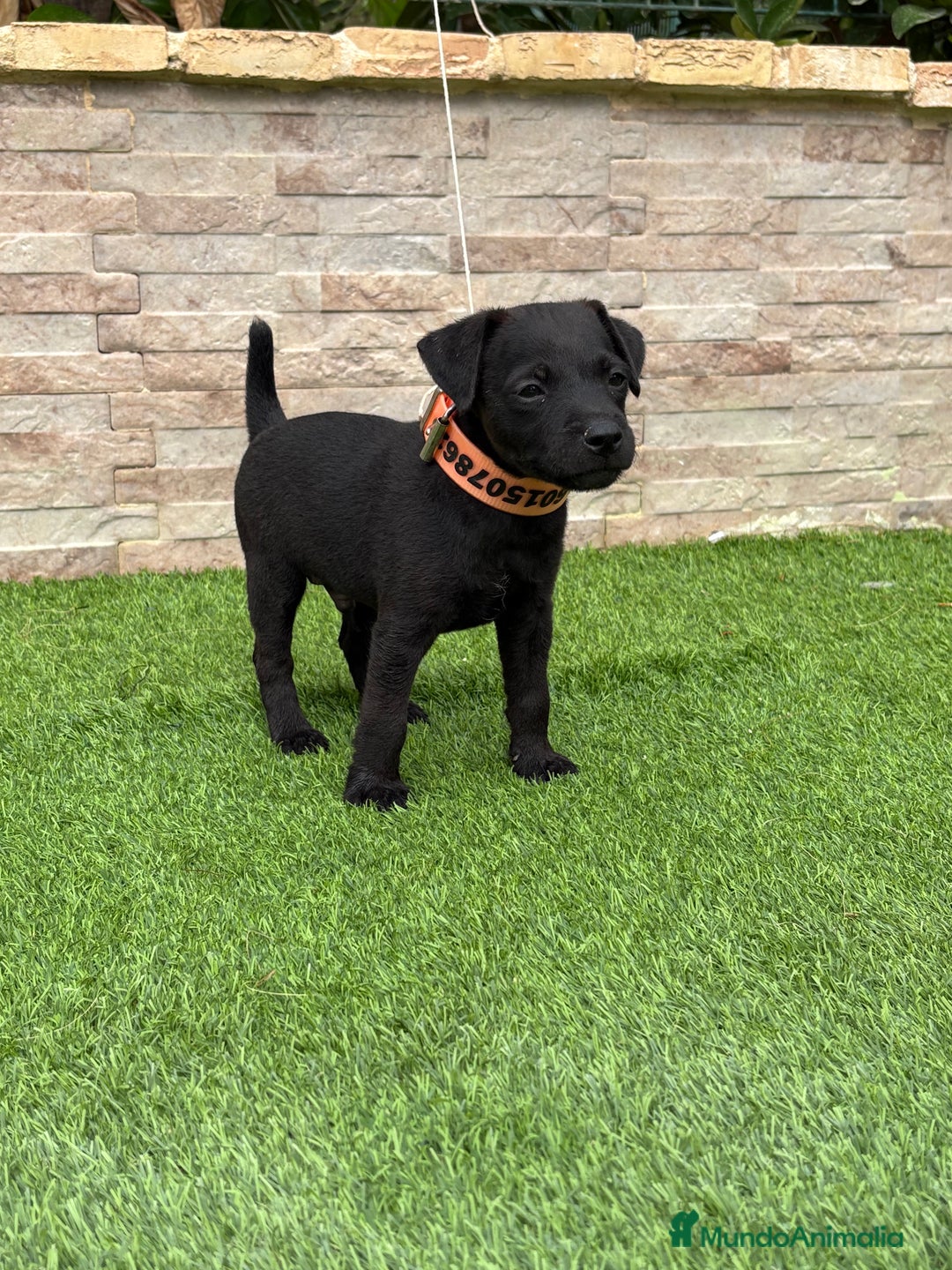 Jack Russell Terrier perros en venta: Disponibles cachorros Patterdale terrier  - Imagen 4