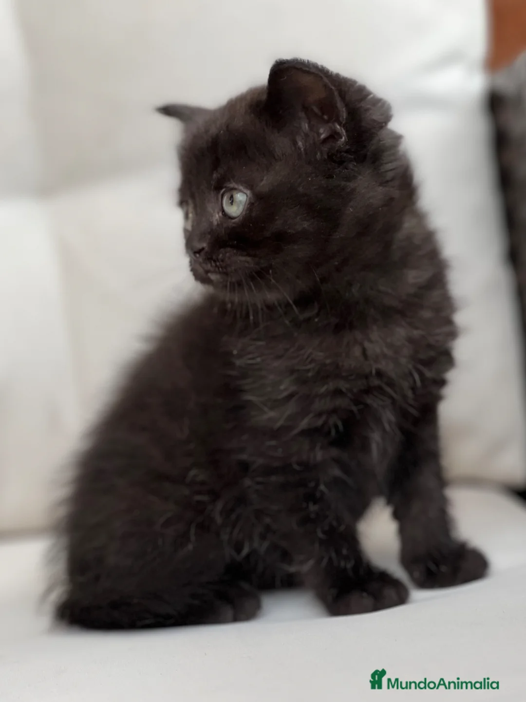 Británico de Pelo Corto gatos en venta: PRECIOSA BRITISH SHORTHAIR NEGRA - Anuncio 4