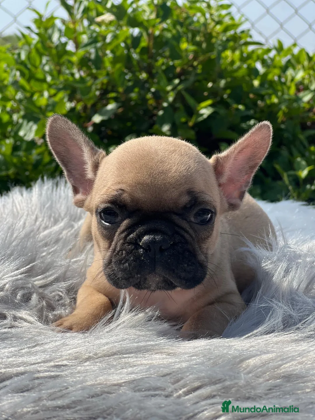 Bulldog Francés perros en venta: CAMADA BULLDOG FRANCÉS FAWN - Anuncio 4