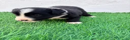 Border Collie perros en venta: Border Collie - Anuncio 11