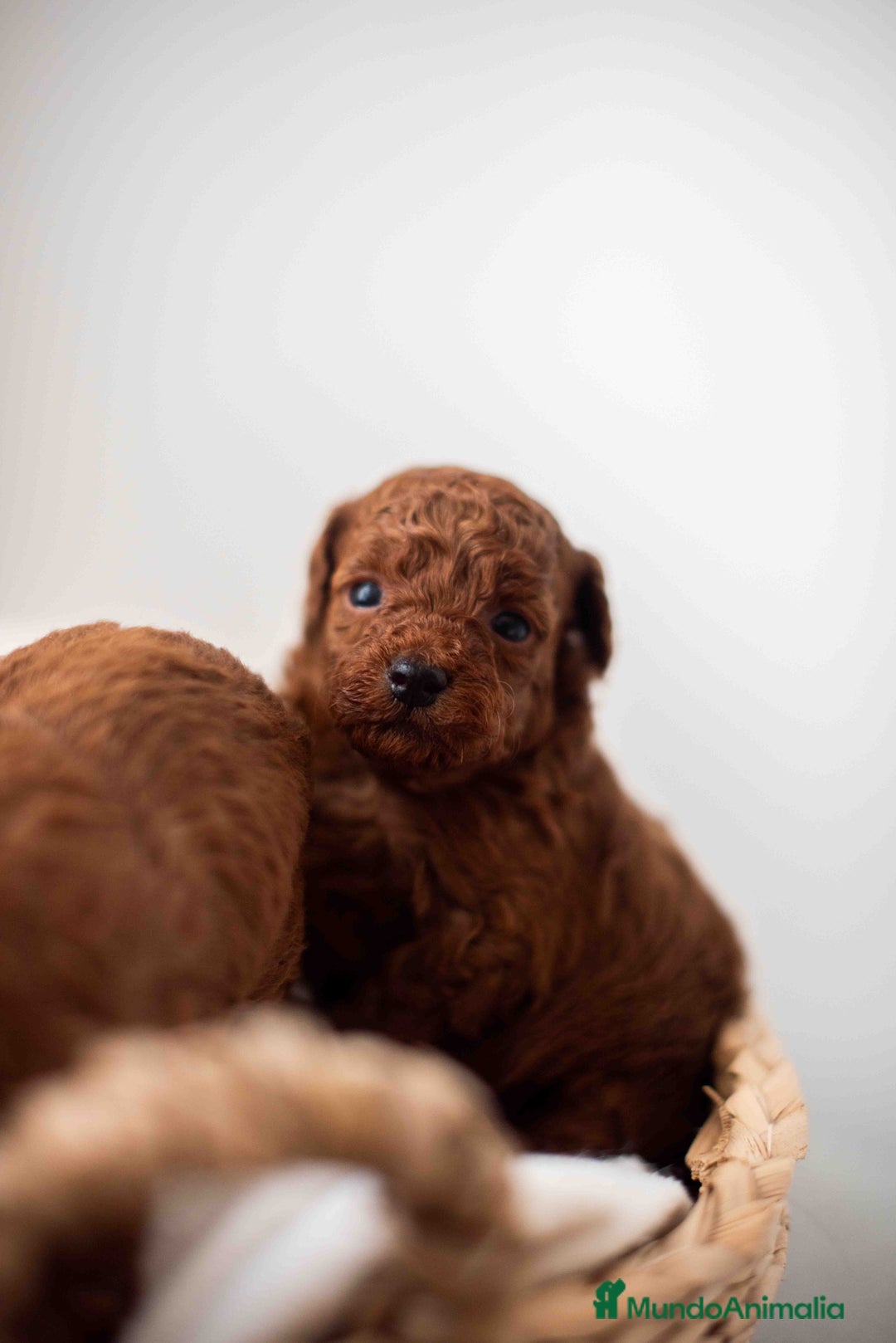 Caniche Toy perros en venta: Caniche toy rojo intenso - Anuncio 4