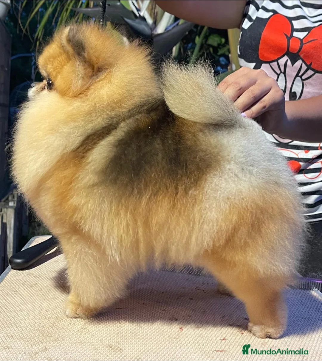 Pomerania perros en venta: PRECIOSOS BEBE POMERANIA en Málaga - Anuncio 6