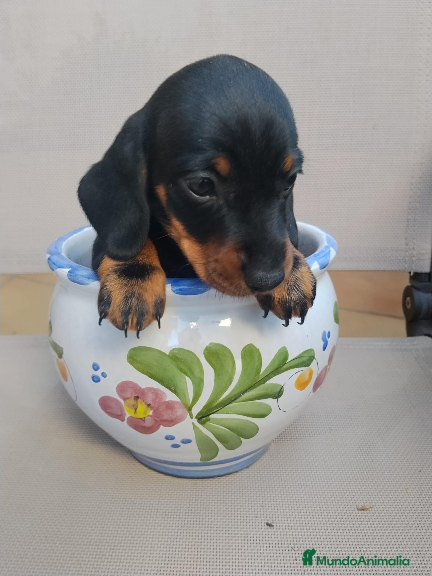 Teckel Miniatura perros Teckel Miniatura - Anuncio 2