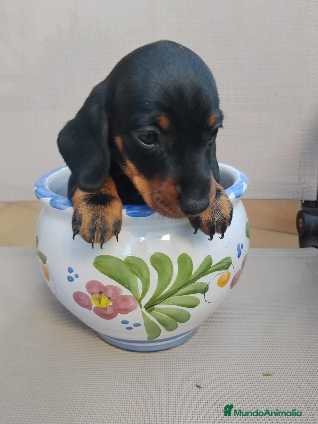Teckel Miniatura perros en venta: Teckel Miniatura - Anuncio 1