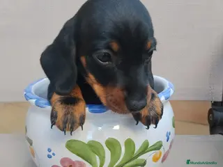 Teckel Miniatura perros Teckel Miniatura - Anuncio 3