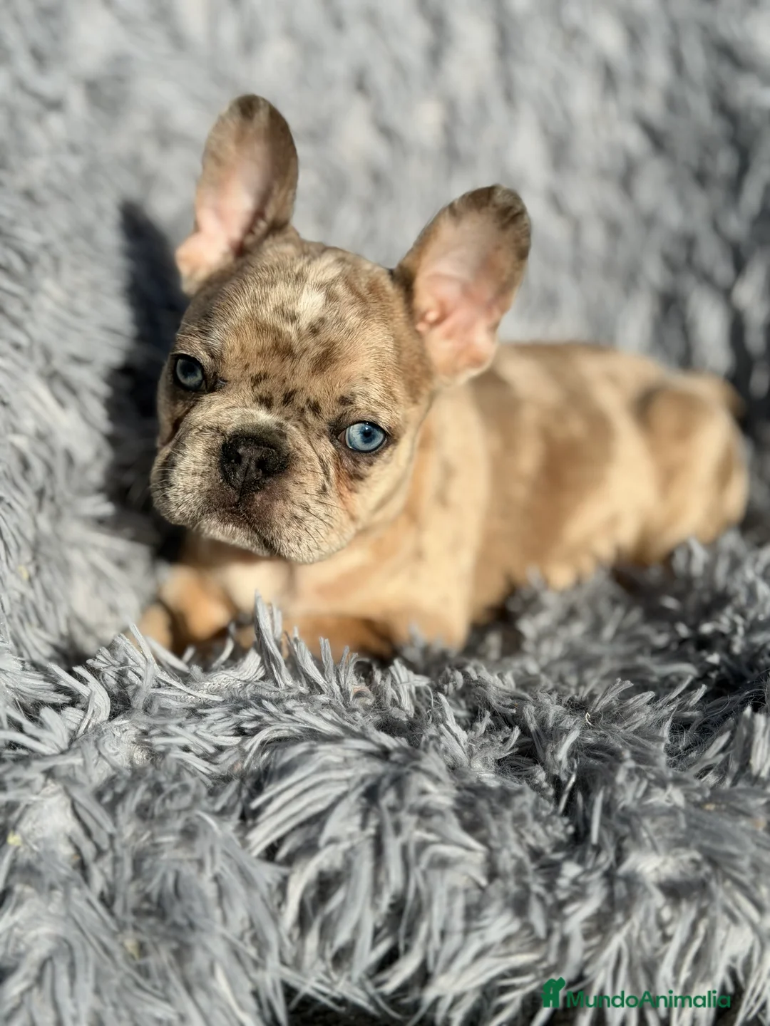 Bulldog Francés perros en venta: Bulldog macho Merle Lilac  - Anuncio 4