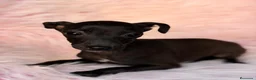Pequeño Lebrel Italiano perros en venta: Piccolo (pequeño lebrel italiano) hembra - Anuncio 10