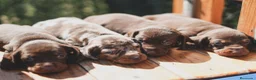 Teckel Miniatura perros en venta: CACHORROS ARLEQUIN CHOCOLATE  - Anuncio 3