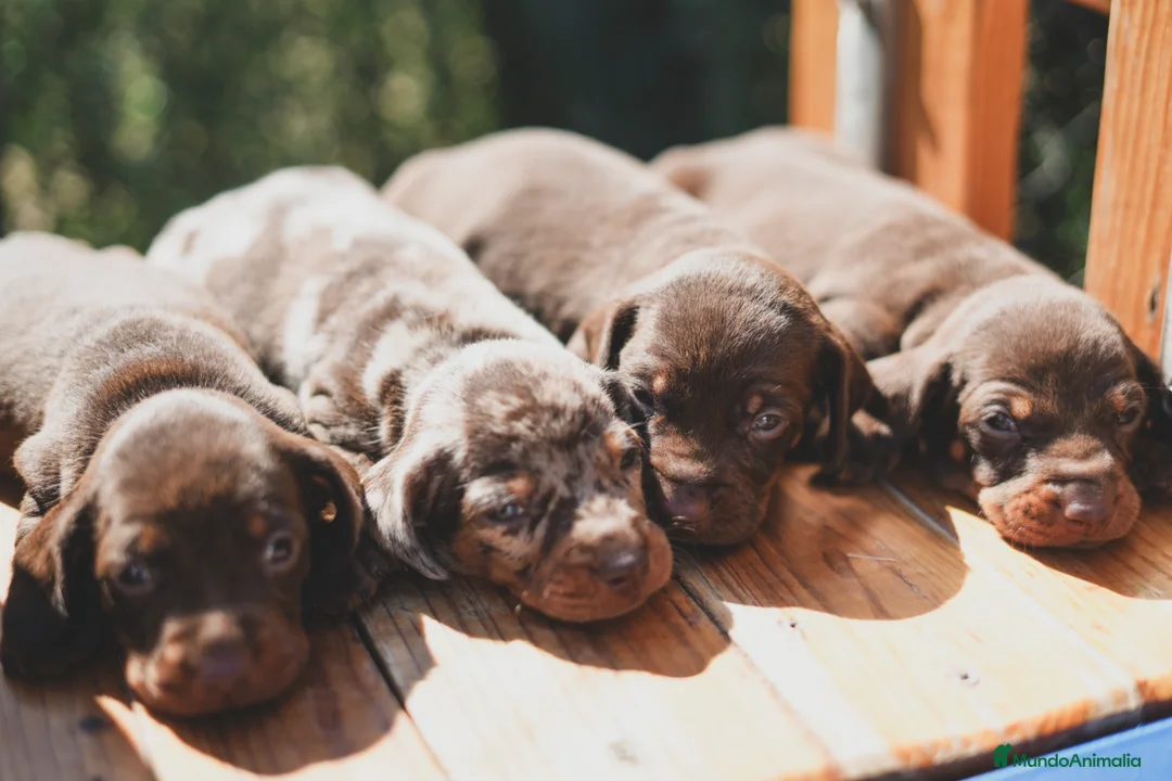 Teckel Miniatura perros en venta: CACHORROS ARLEQUIN CHOCOLATE  - Anuncio 3