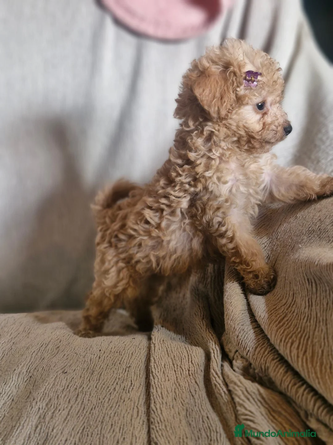 Caniche Toy perros en venta: Caniche toy - Anuncio 2
