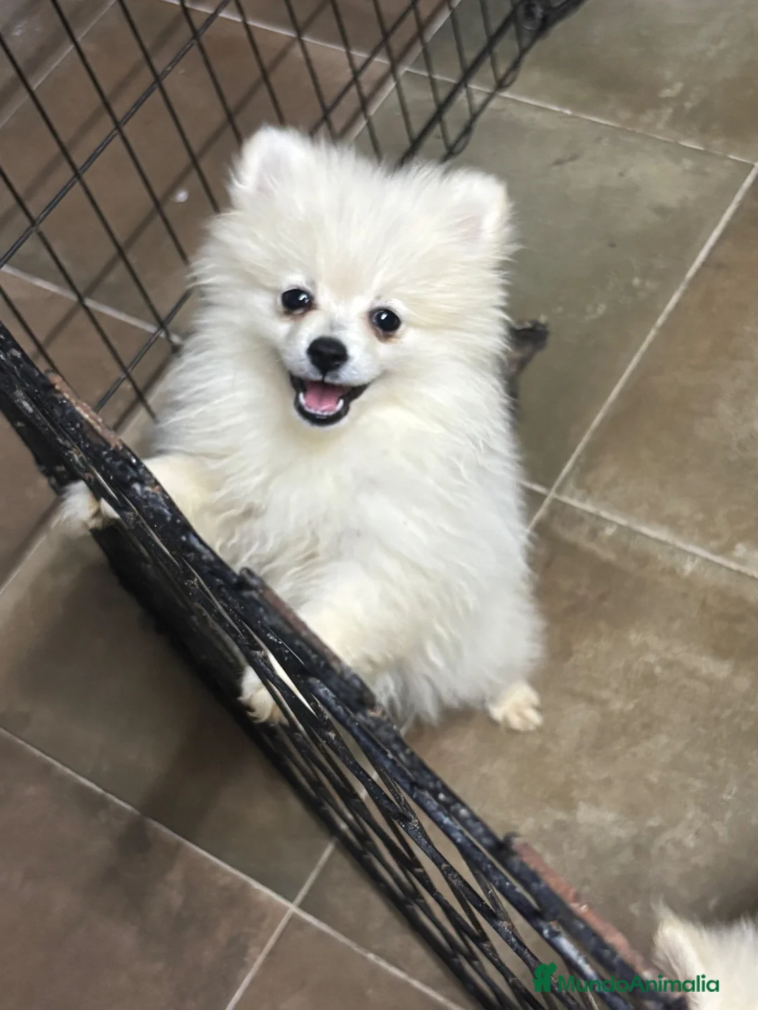 Pomerania perros en venta: Última pomerania blanca súper chata en Alicante - Anuncio 2