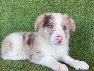 Border Collie perros Border Collie - Anuncio 24