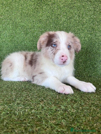 Border Collie perros - Anuncio 2