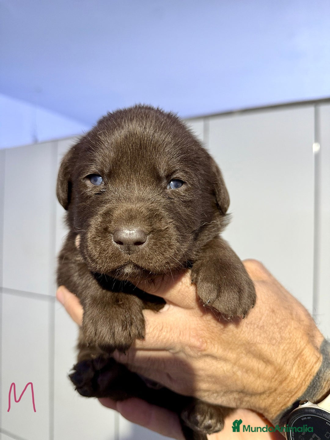 Labrador Retriever perros en venta: Camada labrador  - Anuncio 5