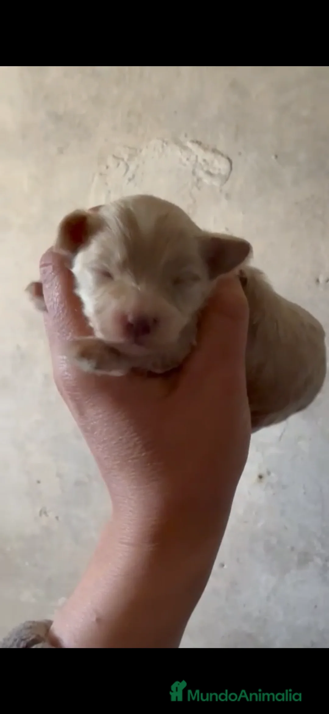 Maltipoo perros en venta: Preciosa camada de maltipoo en Sevilla - Anuncio 2