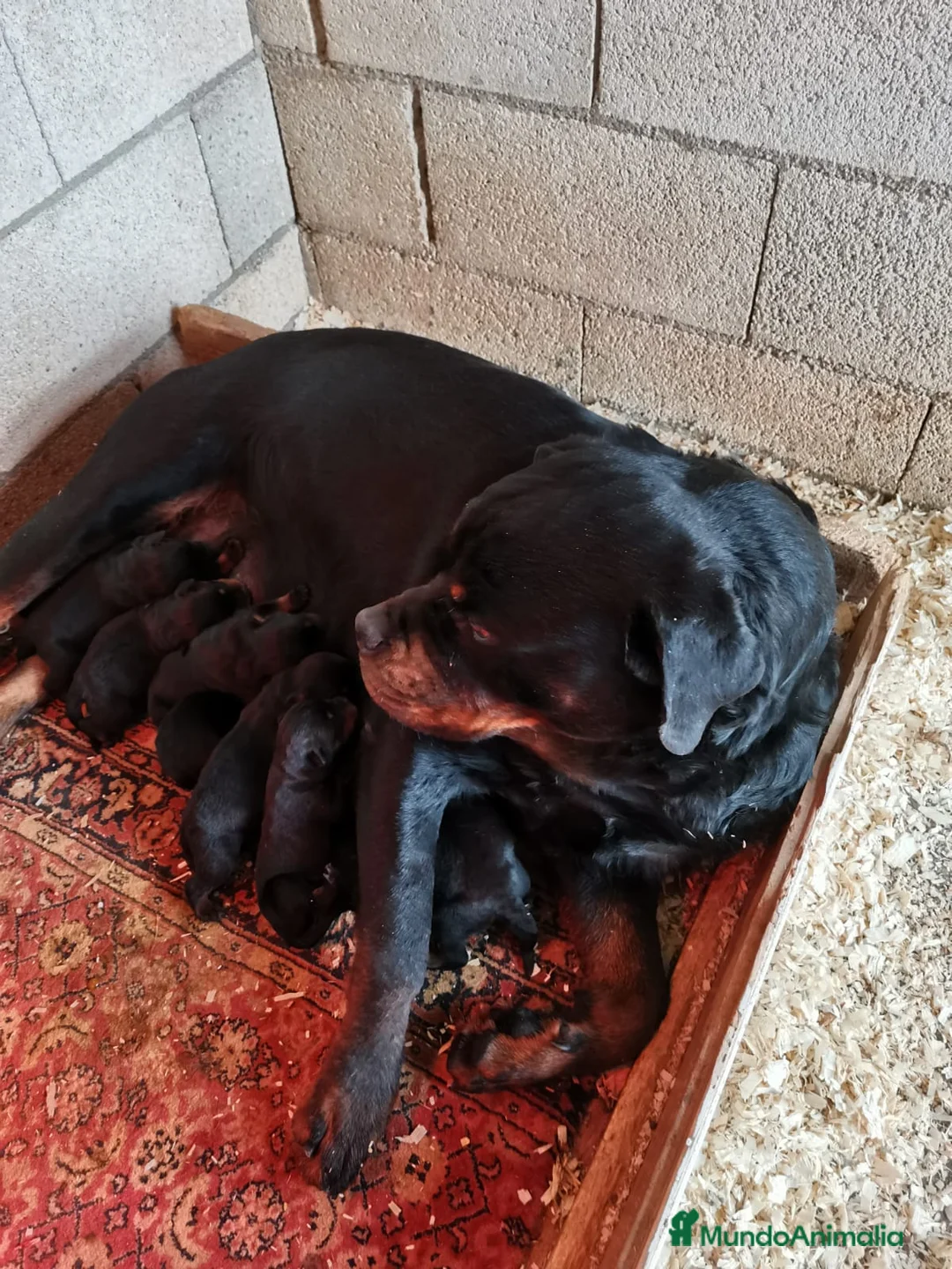 Rottweiler perros en venta: Bebés Rottweiler Machos  - Anuncio 5