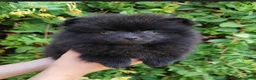Pomerania perros en venta: Pomerania macho - Anuncio 2