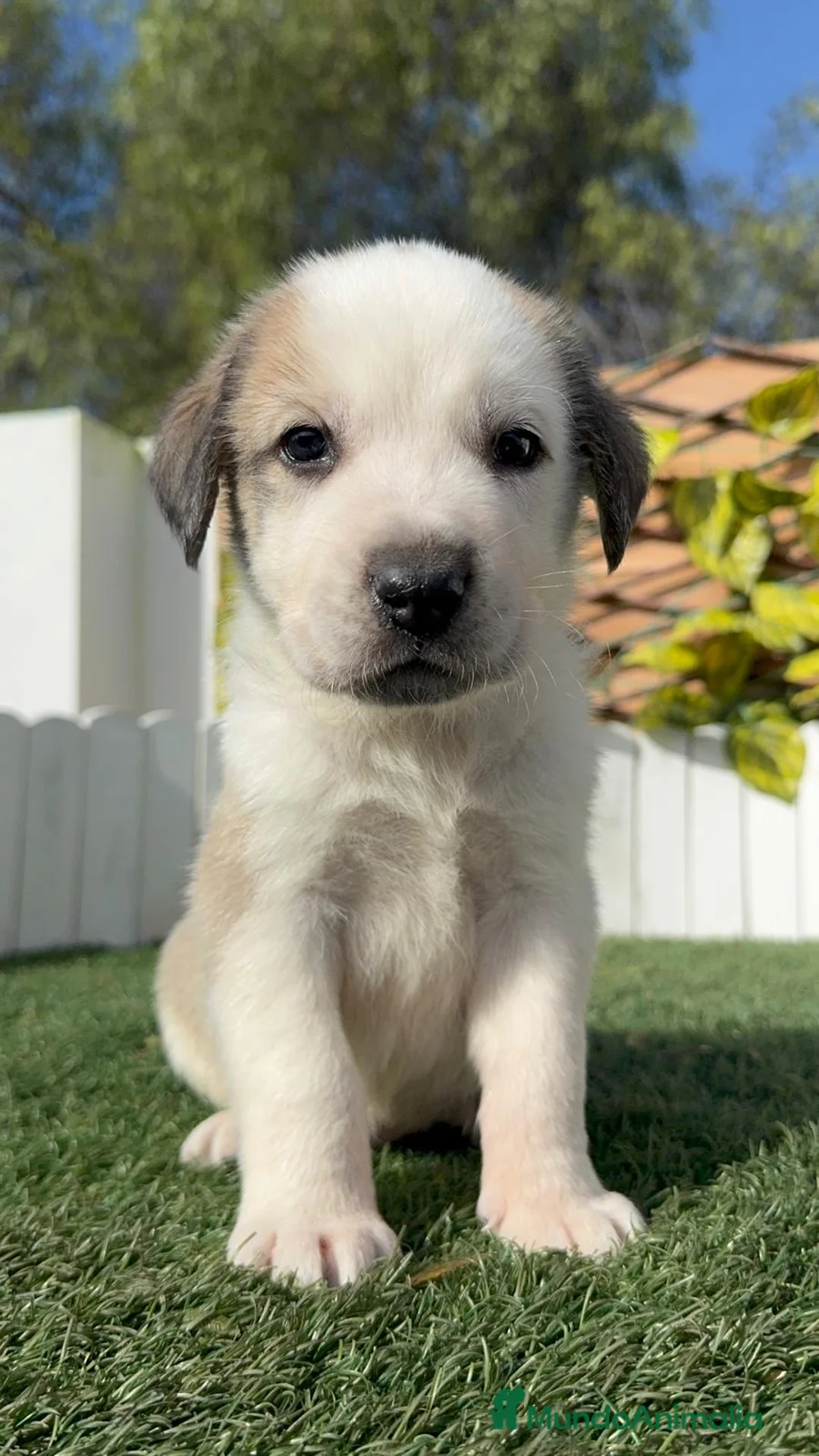 Mastín Español perros en venta: MASTIN ESPAÑOL  - Anuncio 4