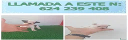 Chihuahua perros en venta: PRECIOSOS CHIHUAHUAS MINI TOY  - Anuncio 10