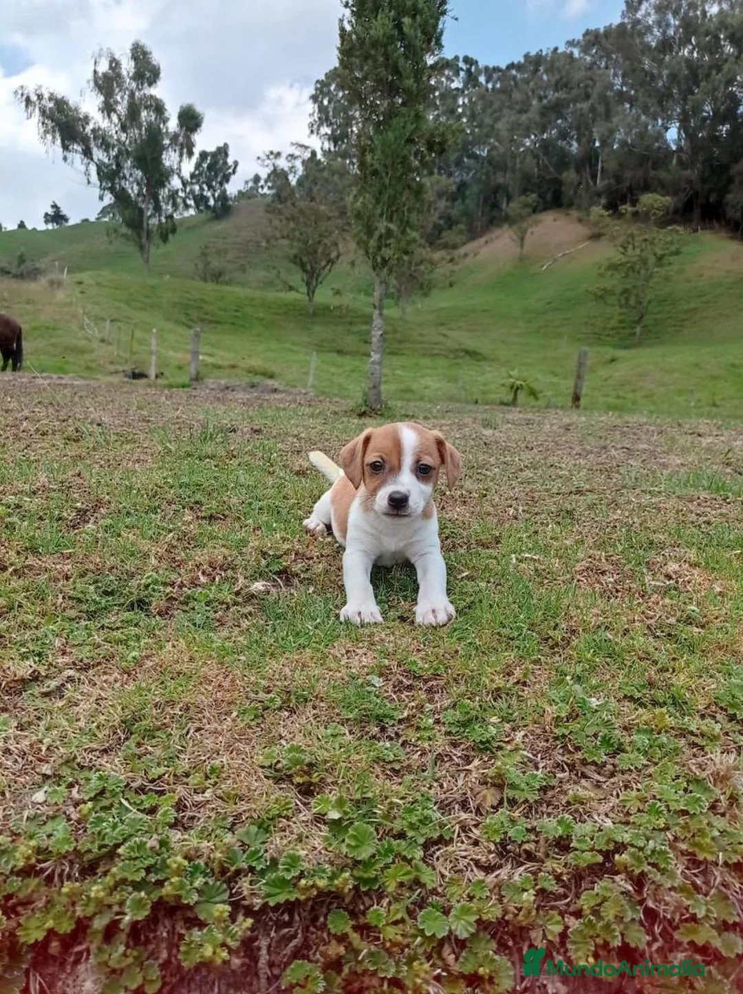 Jack Russell Terrier perros en venta: Jack Russell Terrier - Anuncio 6