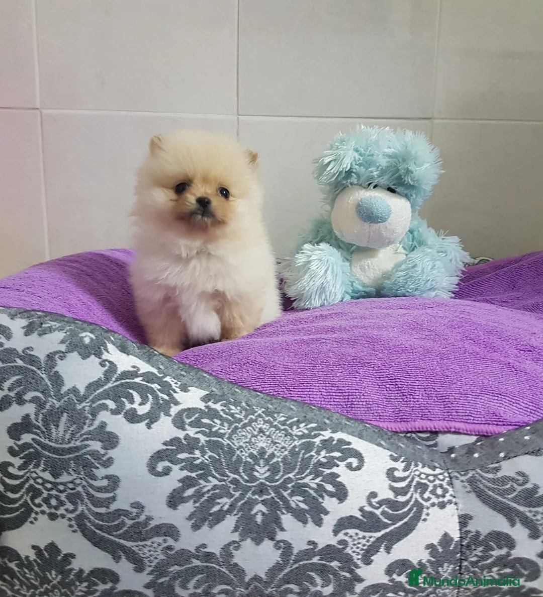 Pomerania perros en venta: Lulús de Pomerania en Barcelona - Anuncio 7