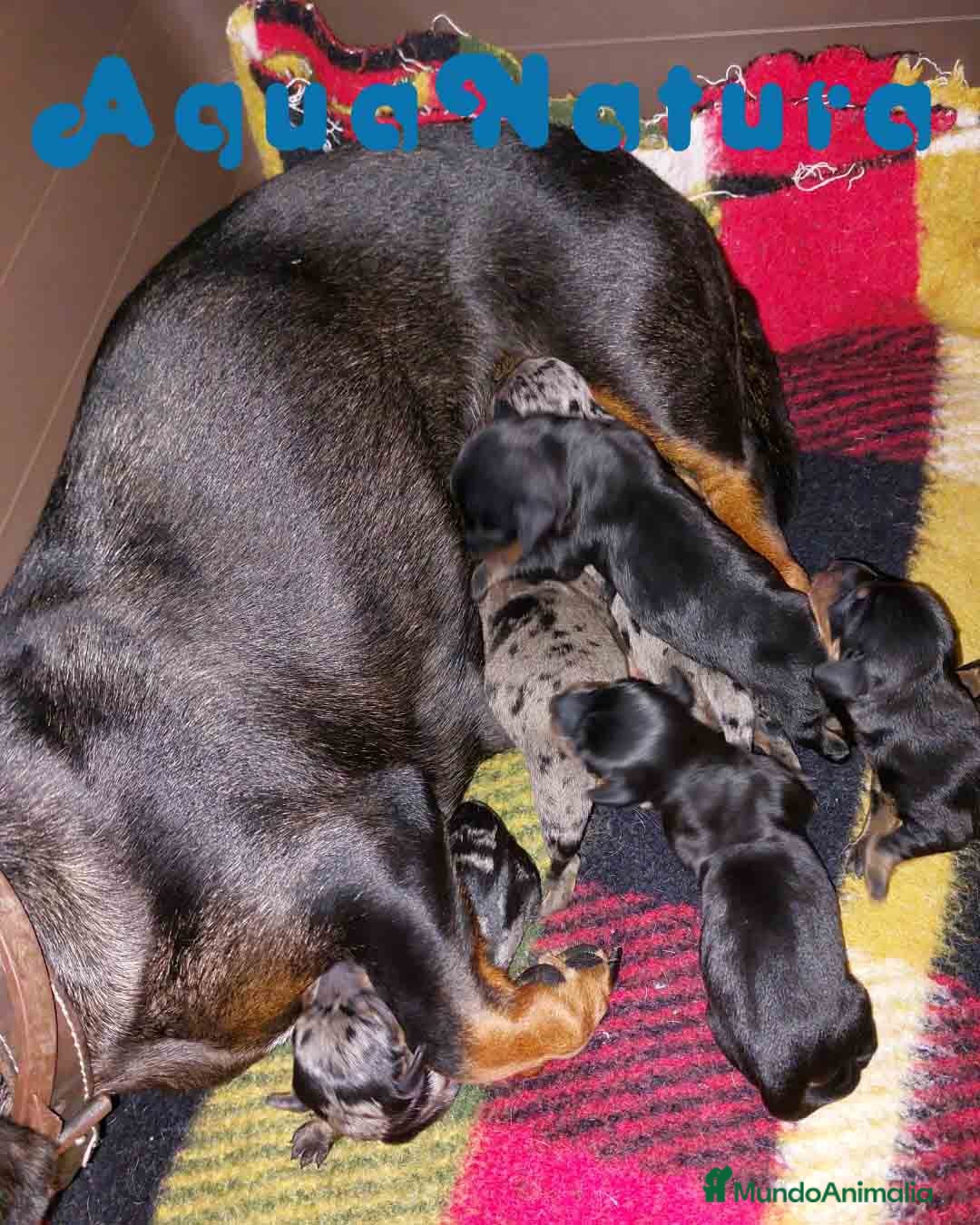 Teckel perros Camada de TECKEL - AQUANATURA en Barcelona - Anuncio 38