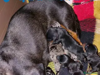 Teckel perros Camada de TECKEL - AQUANATURA en Barcelona - Anuncio 23