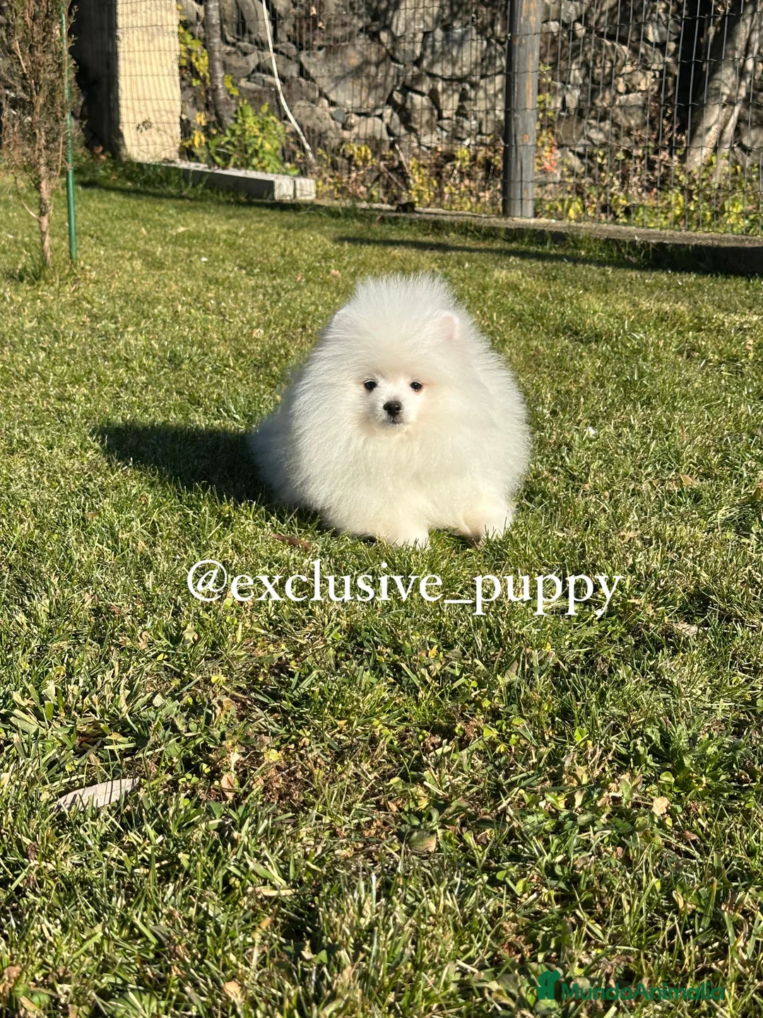 Pomerania perros en venta: Osito de Lulu de Pomerania  - Anuncio 4