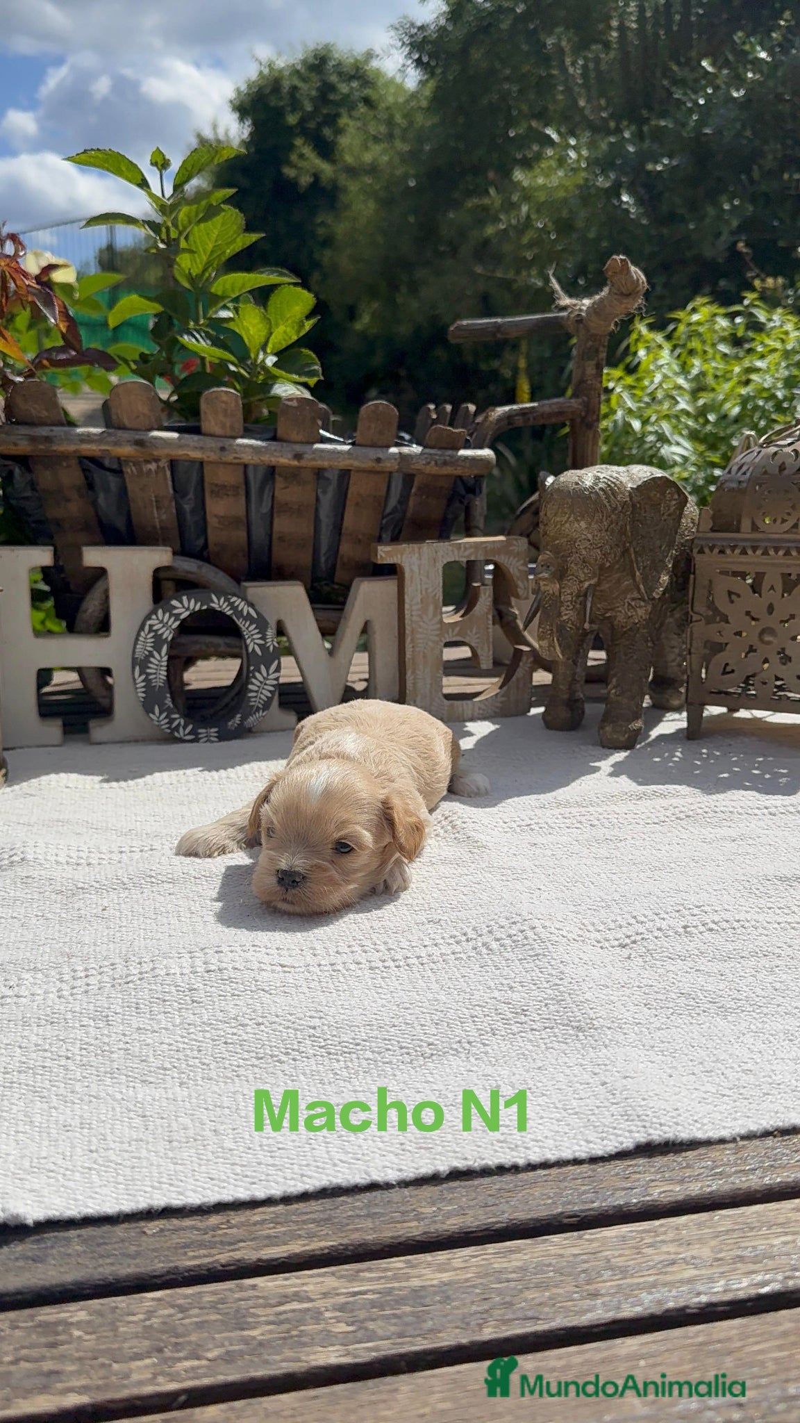 Maltipoo perros Maltipoo Toy Apricot Preciosos bebes Disponibles  - Anuncio 2