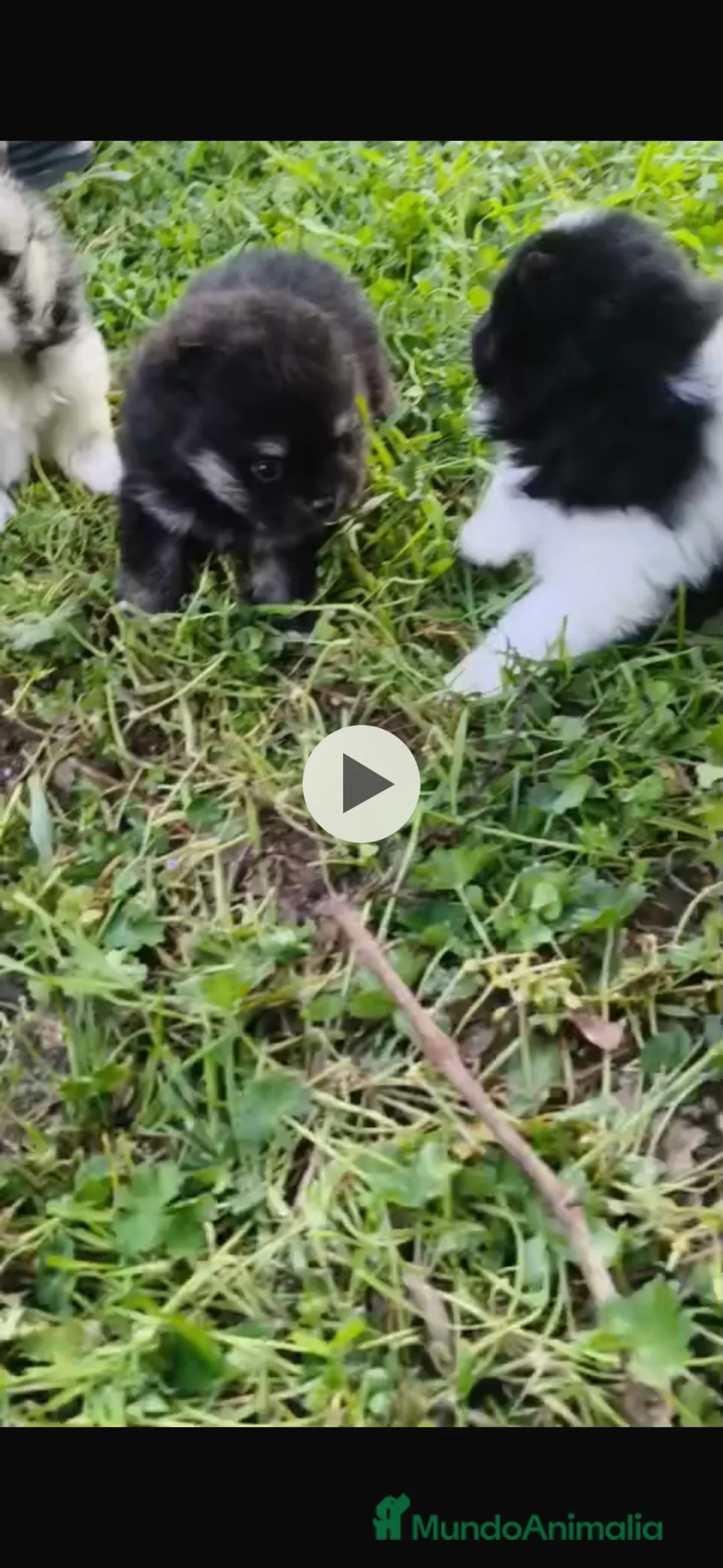Pomerania perros en venta: pomerania  en Pontevedra - Anuncio 5