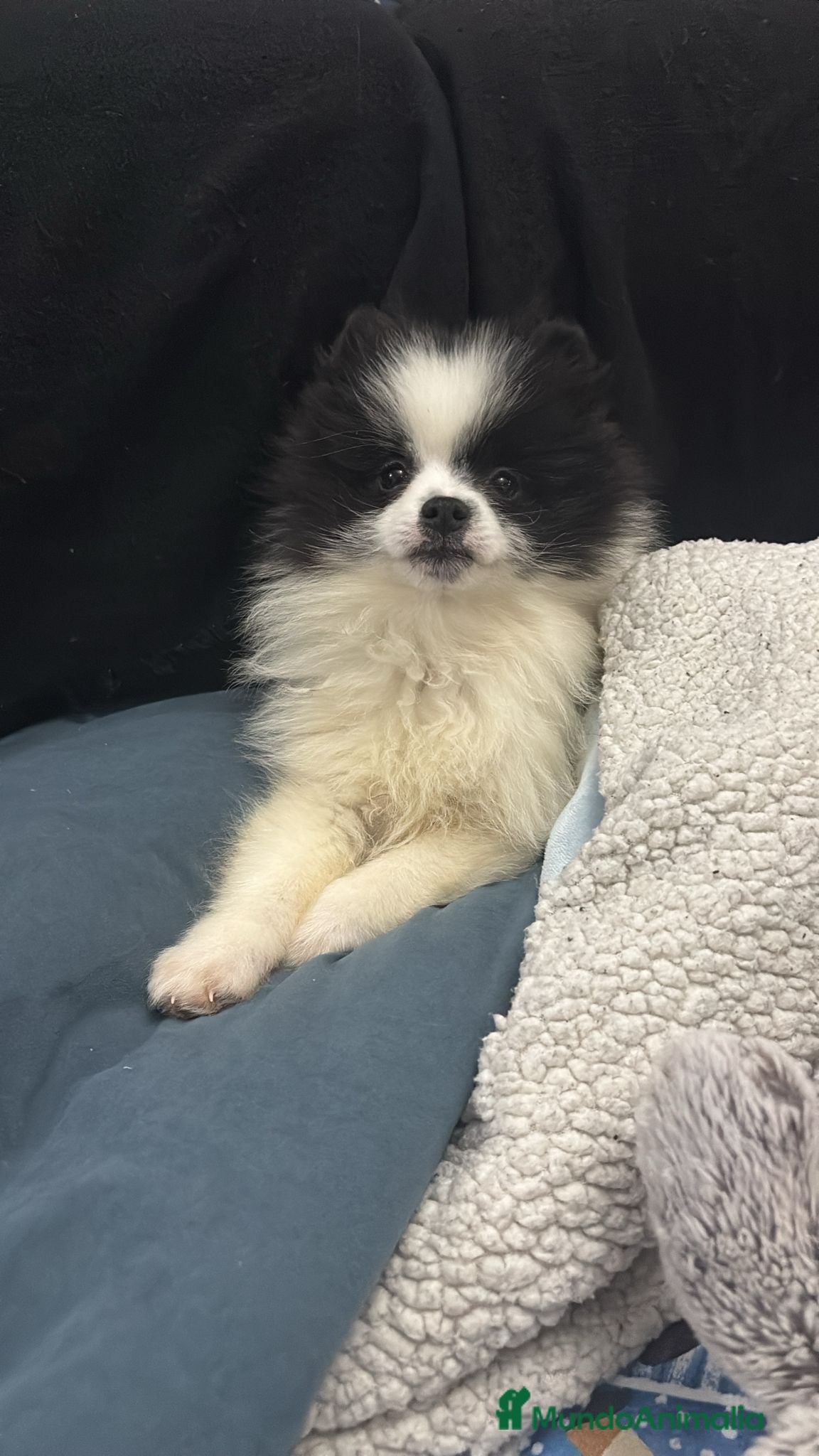 Pomerania perros Pomerania macho - Anuncio 1