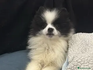 Pomerania perros Pomerania macho - Anuncio 21