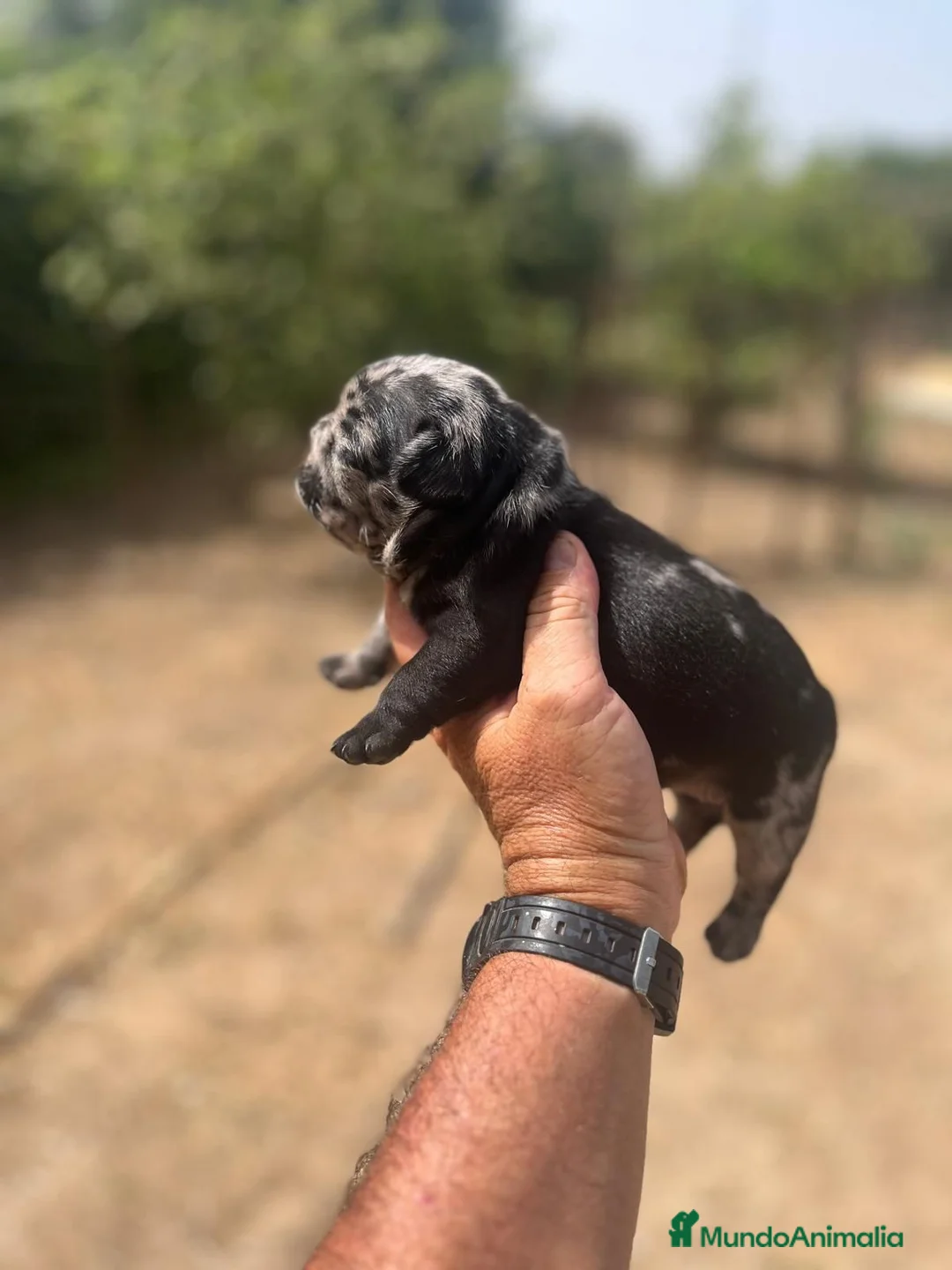 Bulldog Francés perros en venta: Bulldog frances merle black - Anuncio 2