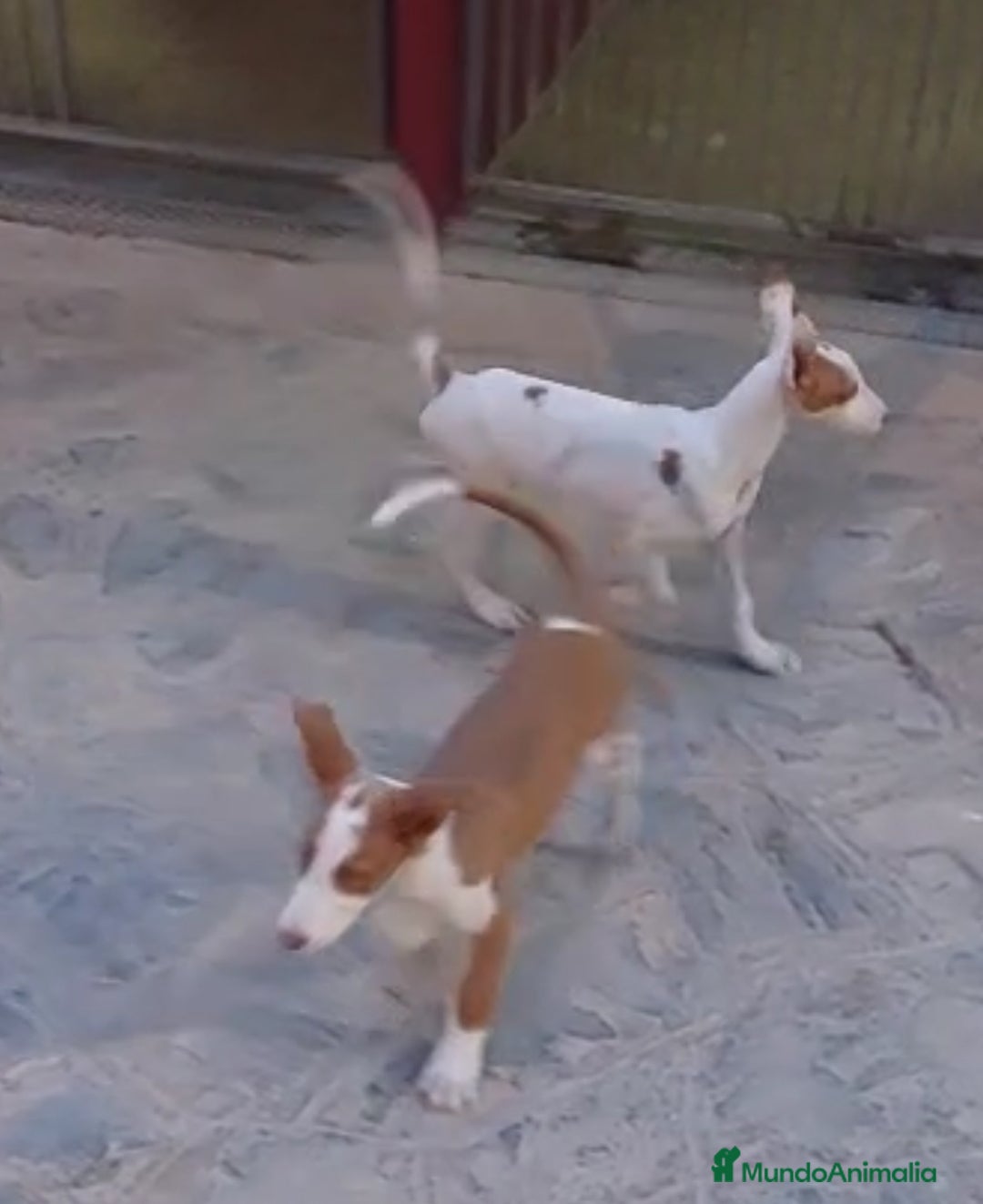 Podenco Ibicenco perros en venta: Podencos ibicencos  - Anuncio 2