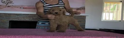 Caniche Gigante perros en venta: Caniches gigantes apricot  - Anuncio 8