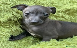 Pequeño Lebrel Italiano perros en venta: Piccolo  gris humo  - Imagen 5
