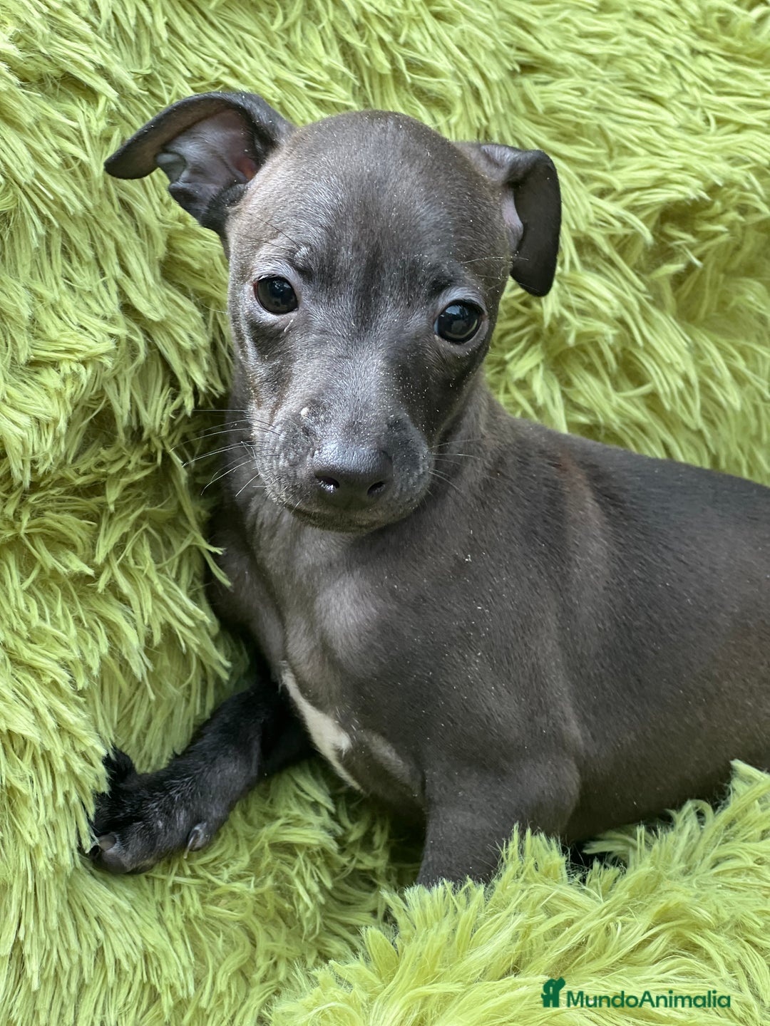 Pequeño Lebrel Italiano perros en venta: Piccolo  gris humo  - Imagen 5