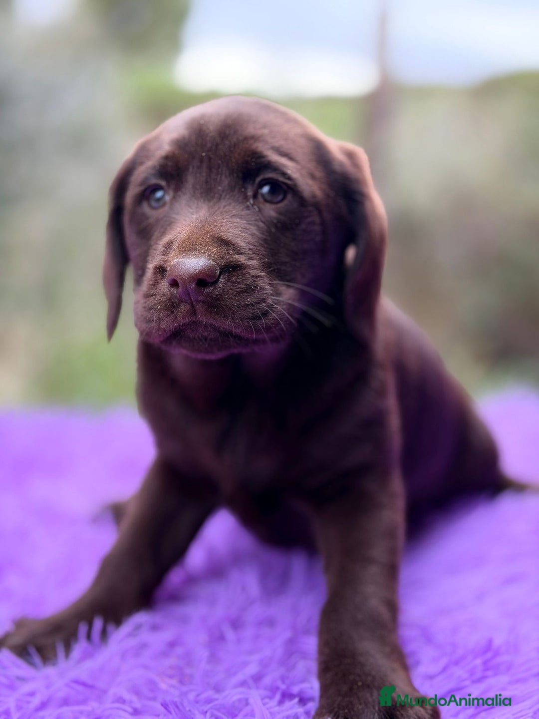 Labrador Retriever perros en venta: Labrador chocolate  - Anuncio 1