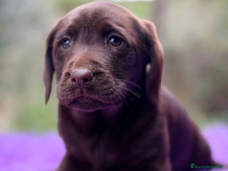 Labrador Retriever perros Labrador chocolate - Anuncio 1