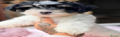 Biewer Yorkshire Terrier a la Pom Pon 4