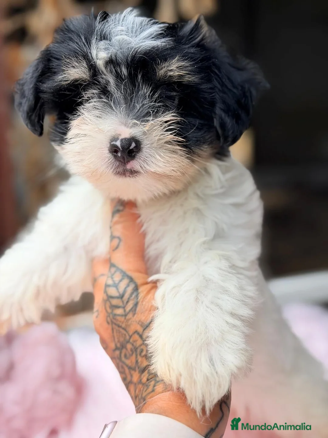 Biewer Yorkshire Terrier a la Pom Pon perros en venta: BIEWER YORKSHIRE - Anuncio 8