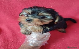 Yorkshire Terrier perros en venta: Yorkshire Mini  - Anuncio 2