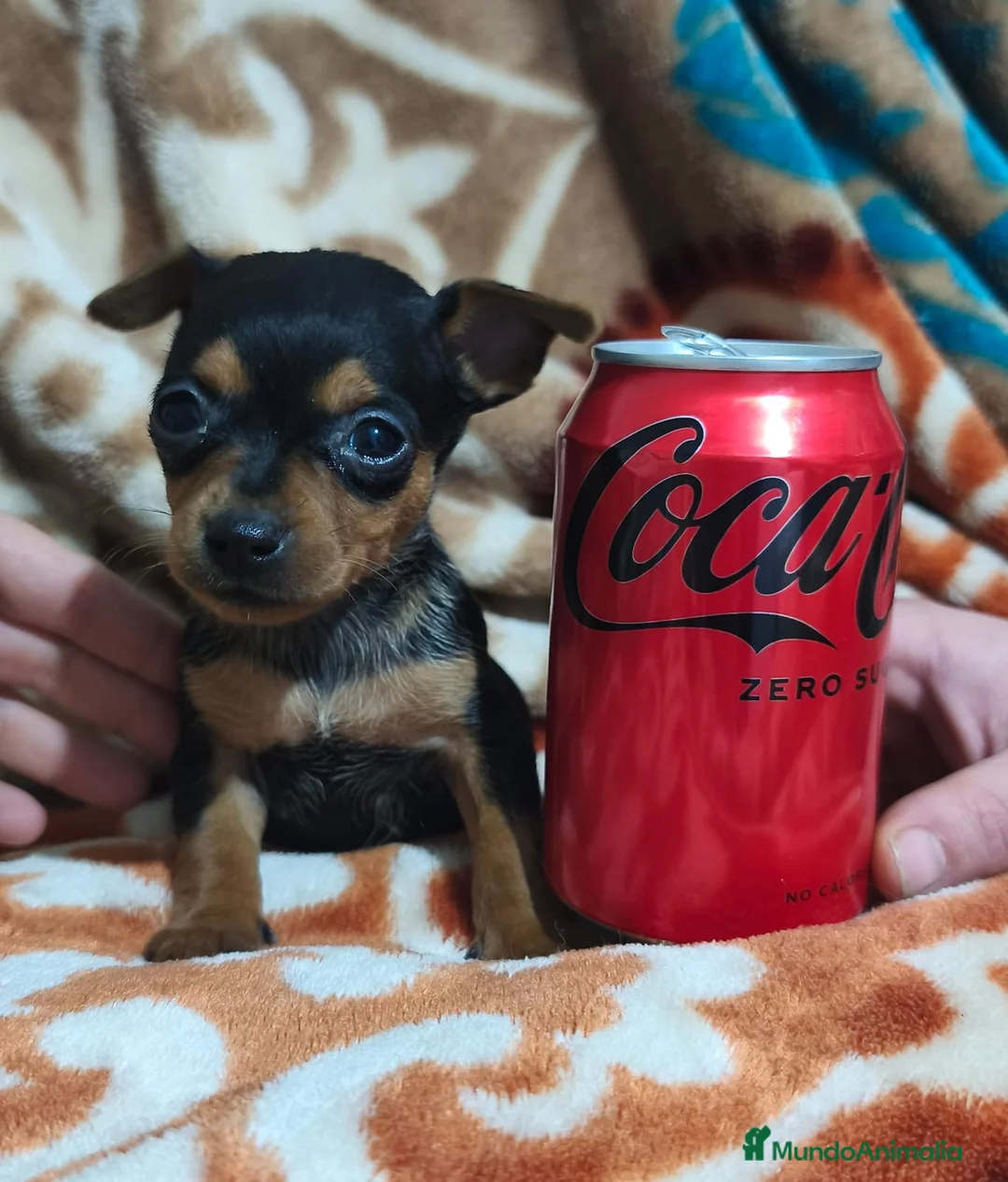 Pinscher Miniatura perros en venta: Pincher mini  - Anuncio 1