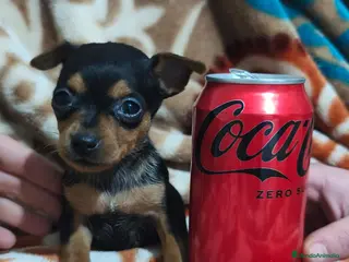 Pinscher Miniatura perros Pincher mini - Anuncio 1
