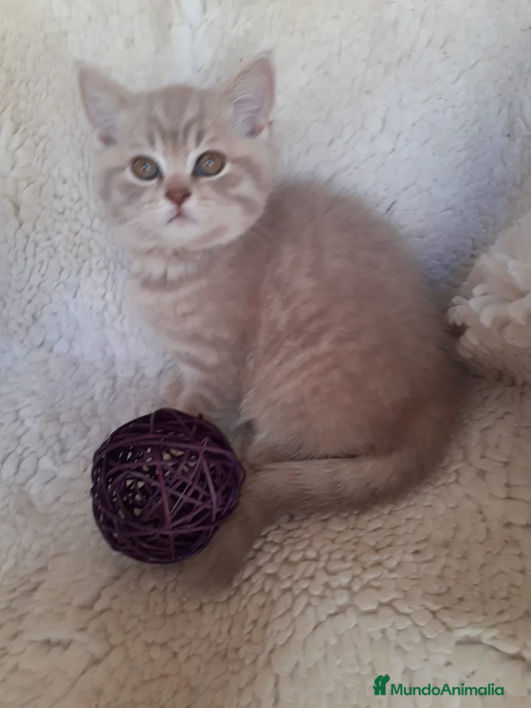 Británico de Pelo Corto gatos en venta: Encantadores Britthis lilac tabby en Madrid - Anuncio 4