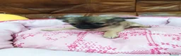 Chihuahua perros en venta: Chihuahua TOY - Anuncio 3