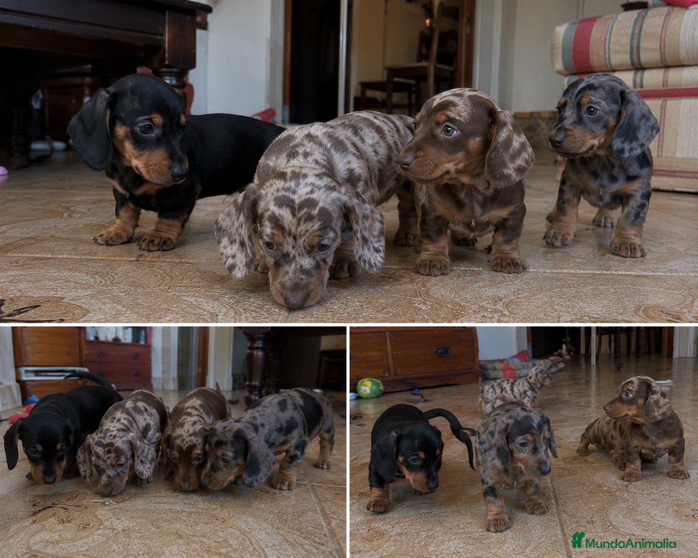 Teckel Miniatura perros TECKEL MINIATURA - ALMERIA Y ALREDEDORES  - Anuncio 4