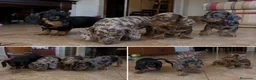 Teckel Miniatura perros en venta: TECKEL MINIATURA - ALMERIA Y ALREDEDORES  - Anuncio 1