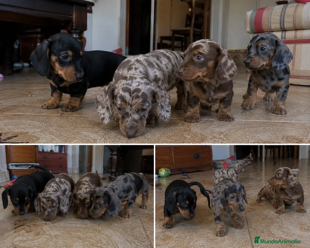 Teckel Miniatura perros en venta: TECKEL MINIATURA - ALMERIA Y ALREDEDORES  - Anuncio 1